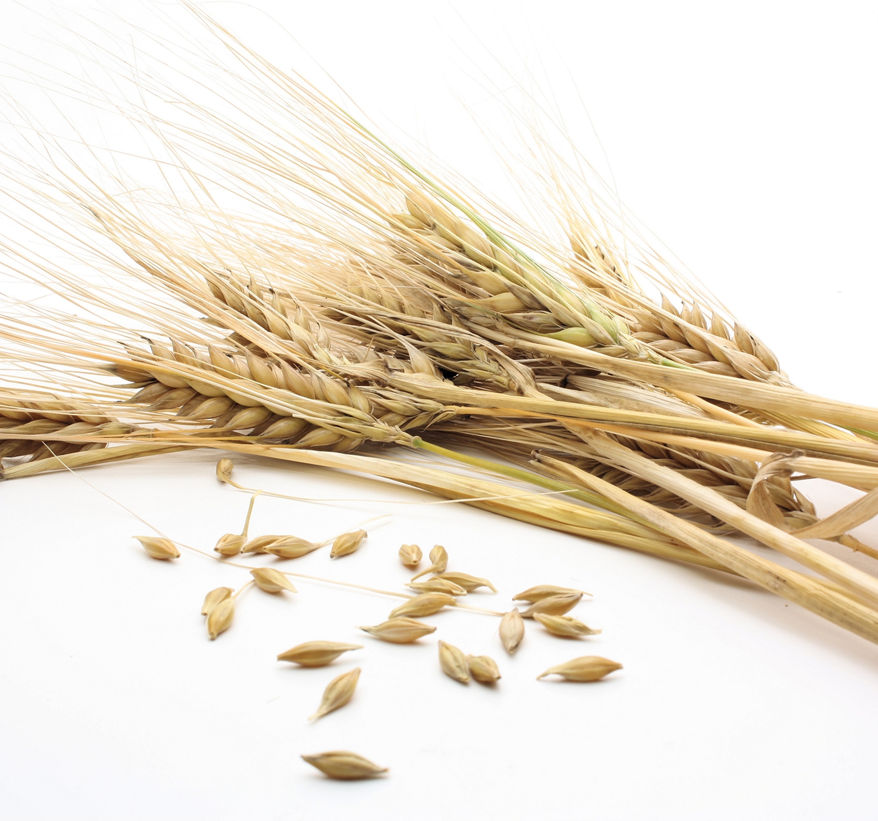 Ingredient: Young barley grass extract